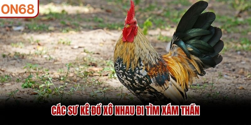 Các sư kê đổ xô nhau đi tìm xám thần