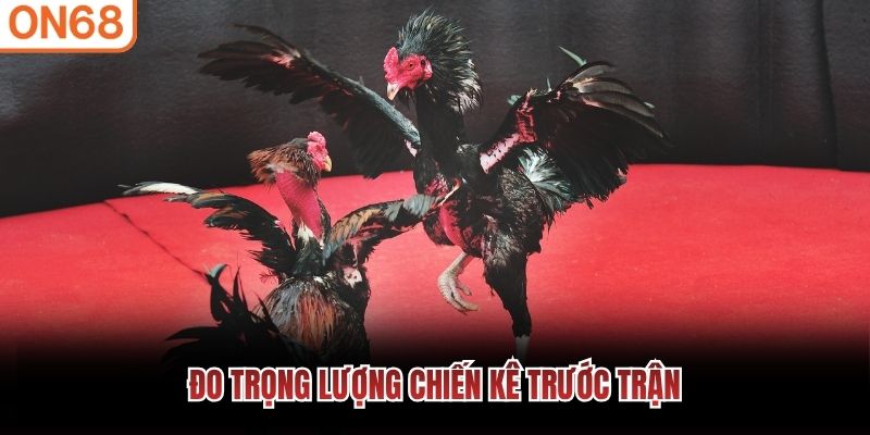 Đo trọng lượng chiến kê trước trận