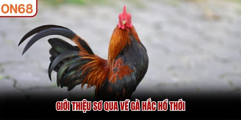 Giới thiệu sơ qua về gà hắc hổ thới