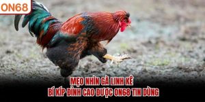 Mẹo Nhìn Gà Linh Kê