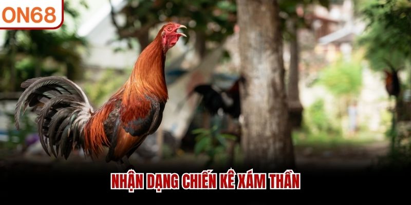 Nhận dạng chiến kê xám thần