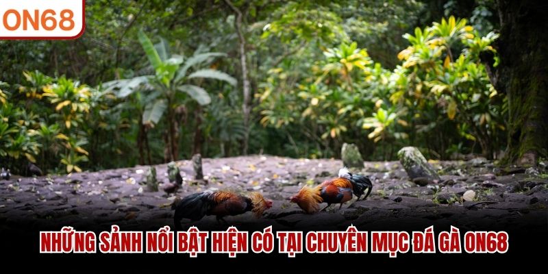 Những sảnh nổi bật hiện có tại chuyên mục Đá Gà ON68