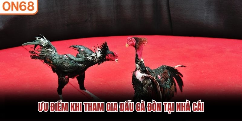 Ưu điểm khi tham gia đấu gà đòn tại nhà cái