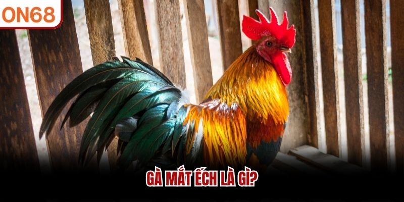 Gà mắt ếch là gì?